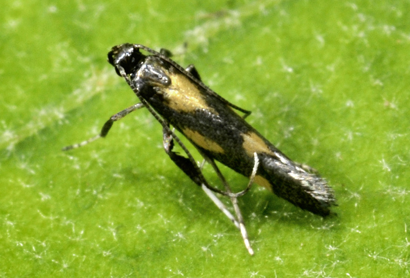 Euspilapteryx auroguttella - Gracillariidae